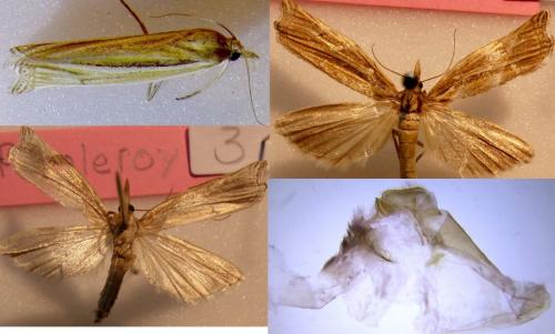 Réf. 238 615 : Ancylolomia tentaculella